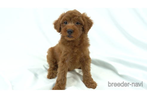 成約済の東京都のトイプードル-154180の3枚目